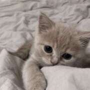 ヒメ日記 2025/05/09 17:42 投稿 るりり【モデル系白い恋人】 STELLA TOKYO－ステラトウキョウ－