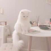 ヒメ日記 2025/05/09 18:15 投稿 るりり【モデル系白い恋人】 STELLA TOKYO－ステラトウキョウ－