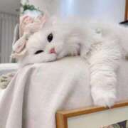 ヒメ日記 2025/05/10 15:24 投稿 るりり【モデル系白い恋人】 STELLA TOKYO－ステラトウキョウ－