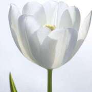 ヒメ日記 2025/04/04 12:45 投稿 つぼみ 脱がされたい人妻 厚木店