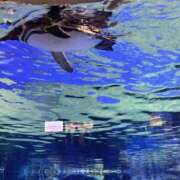 ヒメ日記 2025/05/21 14:40 投稿 まこ 池袋風俗　池袋いきなりビンビン伝説