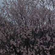 ヒメ日記 2025/04/07 10:02 投稿 ゆな 佐久上田人妻隊