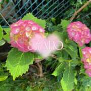 ヒメ日記 2025/07/16 11:23 投稿 かほ 横浜人妻花壇本店