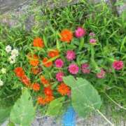 ヒメ日記 2025/07/20 08:39 投稿 かほ 横浜人妻花壇本店