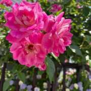 ヒメ日記 2025/05/15 22:00 投稿 まこと 即トク奥さん