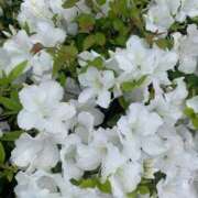 ヒメ日記 2025/07/12 08:15 投稿 ふみ PLAYBOY（一番町）