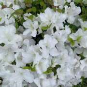 ヒメ日記 2025/08/09 08:25 投稿 ふみ PLAYBOY（一番町）