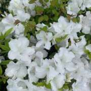 ふみ 本日 PLAYBOY（一番町）