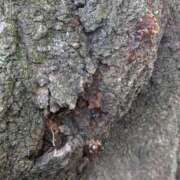 ヒメ日記 2025/06/27 07:00 投稿 あやの 素人妻達☆マイふぇらレディー