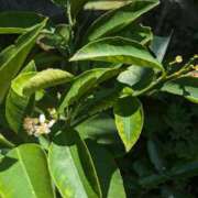 ヒメ日記 2025/06/29 06:27 投稿 あやの 素人妻達☆マイふぇらレディー