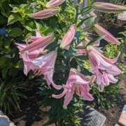 ヒメ日記 2025/06/30 08:13 投稿 あやの 素人妻達☆マイふぇらレディー