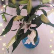 ヒメ日記 2025/07/03 06:29 投稿 あやの 素人妻達☆マイふぇらレディー