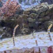 ヒメ日記 2025/07/06 11:52 投稿 あやの 素人妻達☆マイふぇらレディー