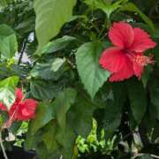 ヒメ日記 2025/07/11 05:37 投稿 あやの 素人妻達☆マイふぇらレディー