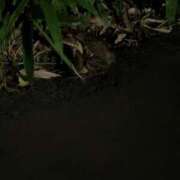 ヒメ日記 2025/07/14 20:04 投稿 あやの 素人妻達☆マイふぇらレディー