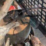 ヒメ日記 2025/08/17 15:49 投稿 あやの 素人妻達☆マイふぇらレディー