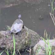 ヒメ日記 2025/09/23 14:30 投稿 あやの 素人妻達☆マイふぇらレディー