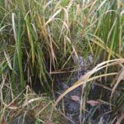 ヒメ日記 2025/11/09 13:01 投稿 あやの 素人妻達☆マイふぇらレディー