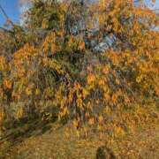 ヒメ日記 2025/11/12 15:17 投稿 あやの 素人妻達☆マイふぇらレディー