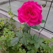 ヒメ日記 2025/11/13 08:28 投稿 あやの 素人妻達☆マイふぇらレディー