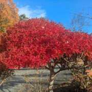 ヒメ日記 2025/11/19 06:43 投稿 あやの 素人妻達☆マイふぇらレディー