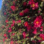 ヒメ日記 2026/01/03 06:54 投稿 あやの 素人妻達☆マイふぇらレディー