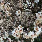 ヒメ日記 2026/02/23 17:19 投稿 あやの 素人妻達☆マイふぇらレディー