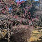 ヒメ日記 2026/03/01 07:38 投稿 あやの 素人妻達☆マイふぇらレディー