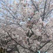 あやの さくら散って舞う🌸 素人妻達☆マイふぇらレディー