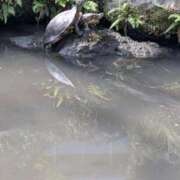 ヒメ日記 2026/04/15 20:27 投稿 あやの 素人妻達☆マイふぇらレディー