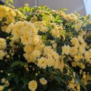 ヒメ日記 2026/04/18 07:18 投稿 あやの 素人妻達☆マイふぇらレディー