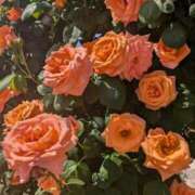 ヒメ日記 2026/04/22 11:21 投稿 あやの 素人妻達☆マイふぇらレディー