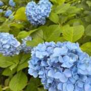 ヒメ日記 2026/06/12 13:24 投稿 あやの 素人妻達☆マイふぇらレディー