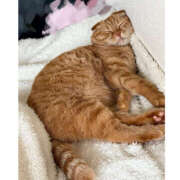 ヒメ日記 2025/10/07 08:53 投稿 ひかり ハピネス東京