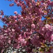 ヒメ日記 2025/05/14 16:21 投稿 ひなた ソープランド AQUA（アクア）