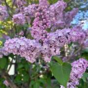 ヒメ日記 2025/05/16 18:54 投稿 ひなた ソープランド AQUA（アクア）