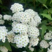 ヒメ日記 2025/05/31 22:22 投稿 ひなた ソープランド AQUA（アクア）