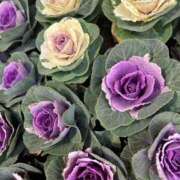 ヒメ日記 2025/12/02 08:48 投稿 ひなた ソープランド AQUA（アクア）