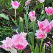 ヒメ日記 2026/04/12 19:17 投稿 ひなた ソープランド AQUA（アクア）