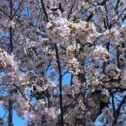 ヒメ日記 2026/04/23 22:21 投稿 ひなた ソープランド AQUA（アクア）