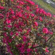 ヒメ日記 2026/04/23 23:10 投稿 ひなた ソープランド AQUA（アクア）