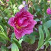 ヒメ日記 2026/04/23 23:48 投稿 ひなた ソープランド AQUA（アクア）