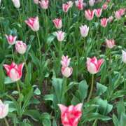 ヒメ日記 2026/04/27 14:50 投稿 ひなた ソープランド AQUA（アクア）