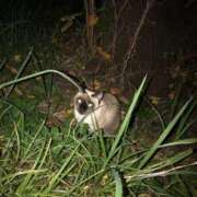 まりな ねこちゃん スイカ