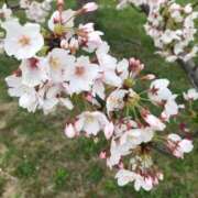 ヒメ日記 2026/04/13 21:50 投稿 まりな スイカ