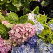 ヒメ日記 2025/06/03 18:37 投稿 福永 あなたに逢いたくて