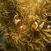 ヒメ日記 2025/04/07 13:26 投稿 ほむほむ イクイクサークル鶯谷店