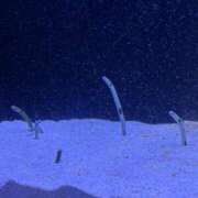 ヒメ日記 2025/08/06 00:27 投稿 ほむほむ イクイクサークル鶯谷店