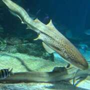 ヒメ日記 2025/08/09 22:52 投稿 ほむほむ イクイクサークル鶯谷店