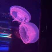 ヒメ日記 2025/09/02 22:56 投稿 ほむほむ イクイクサークル鶯谷店